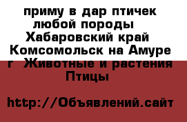 приму в дар птичек.любой породы. - Хабаровский край, Комсомольск-на-Амуре г. Животные и растения » Птицы   